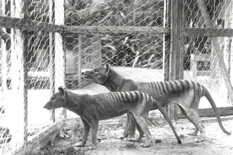 Doggone it: Tassie tiger skull most similar to wolves, not other .